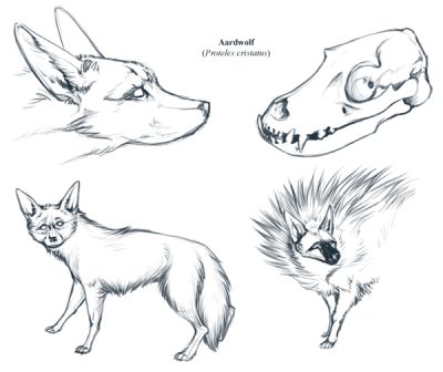 Aardwolf, Hyena, Africa, Nocturnal, Insectivore Drawing