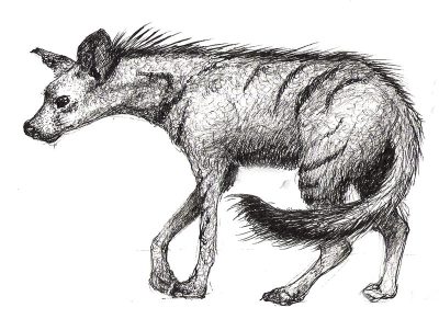 Aardwolf, Hyena, Insectivorous, Africa, Nocturnal Drawing