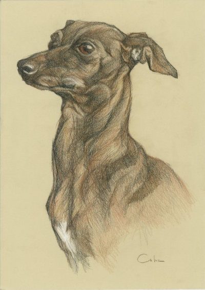 Abandoned Dog, Compassion, Shelter, Hope, Rescue Drawing