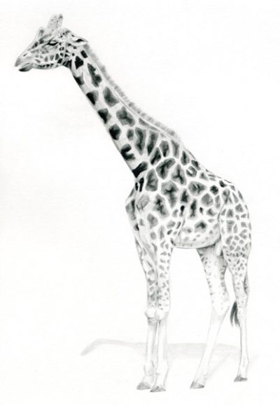 Abstract Giraffe, Animal Sculpture, Modern Art, Artistic Representation, Unique Design Drawing