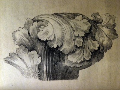 Acanthus, Foliage, Decorative, Ornamental, Design Drawing