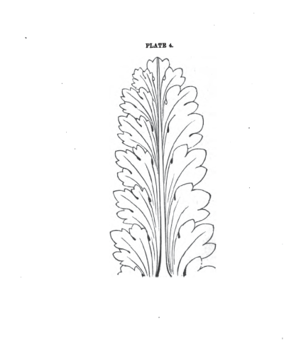 Acanthus Leaves, Architectural Element, Classical Motif, Ornamental Design, Botanical Inspiration Drawing