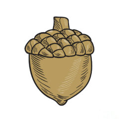 Acorn Drawing Creative Style