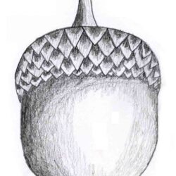 Acorn Drawing Hand Drawn Sketch