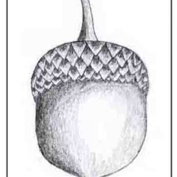 Acorn Drawing Image