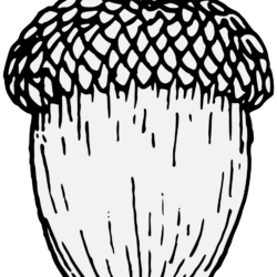 Acorn Drawing Photo