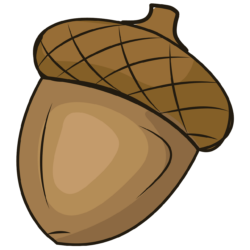 Acorn Drawing Realistic Sketch