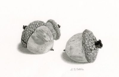 Acorn, Growth, Nature, Investment, Sustainability Drawing