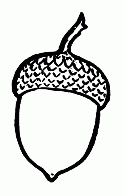 Acorn, Potential, Nature, Seedling, Growth Drawing