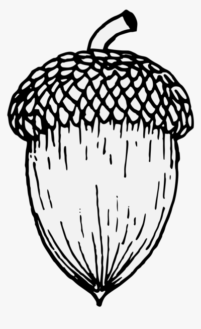 Acorn, Growth, Nature, Seed, Potential Drawing