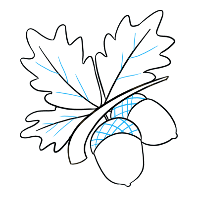 Acorn, Potential, Nature, Seedling, Growth Drawing