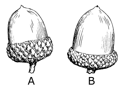 Acorn, Potential, Nature, Seedling, Growth Drawing