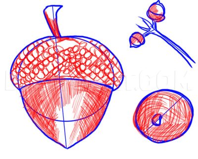 Acorn, Growth, Nature, Investment, Sustainability Drawing