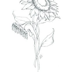 Aesthetic Flower Drawing Amazing Sketch