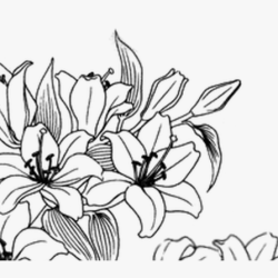 Aesthetic Flower Drawing Hand drawn