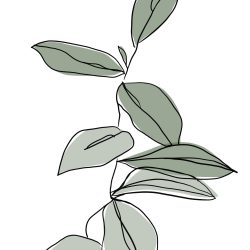 Aesthetic Plant Drawing Art