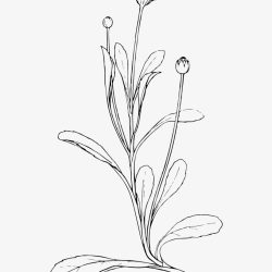 Aesthetic Plant Drawing Photo