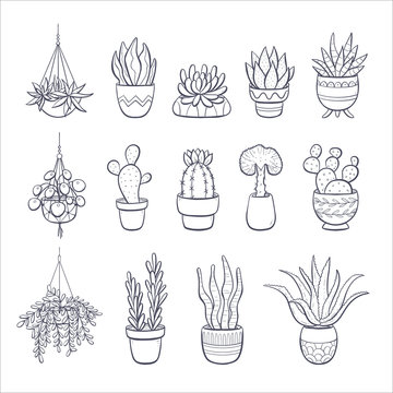 Aesthetic Plant, Greenery Decor, Nature Vibes, Serene Ambiance, Indoor Flora Drawing