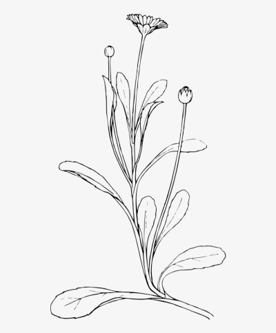 Aesthetic Plant, Greenery Decor, Nature Vibes, Serene Ambiance, Indoor Flora Drawing