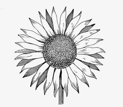 Aesthetic Sunflower, Vibrant Blooms, Nature’s Beauty, Radiant Yellow, Cheerful Vibes Drawing