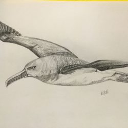 Albatross Drawing Amazing Sketch