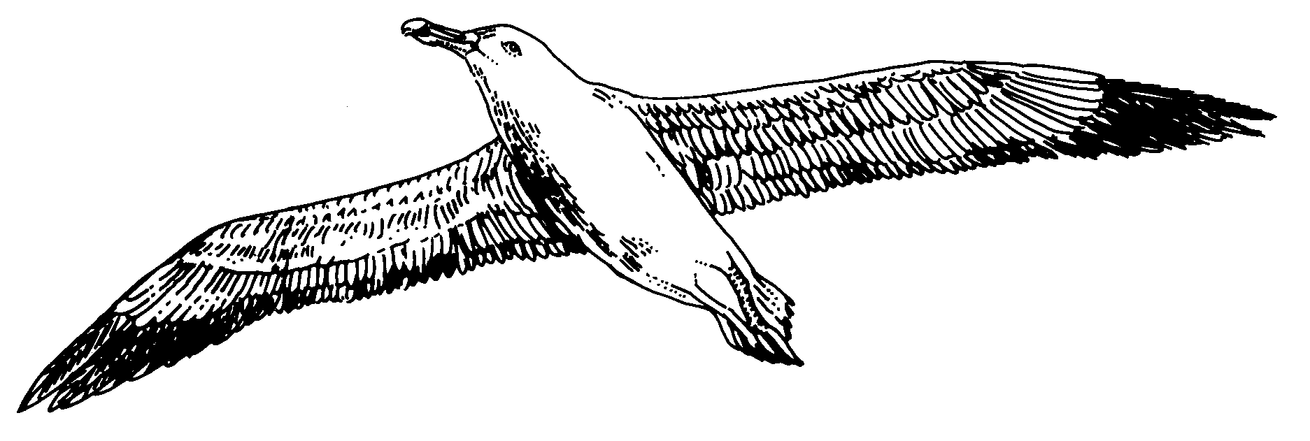 Albatross Drawing Art