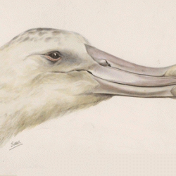 Albatross Drawing Fine Art