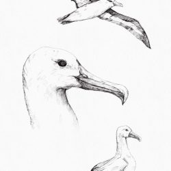 Albatross Drawing Hand drawn Sketch