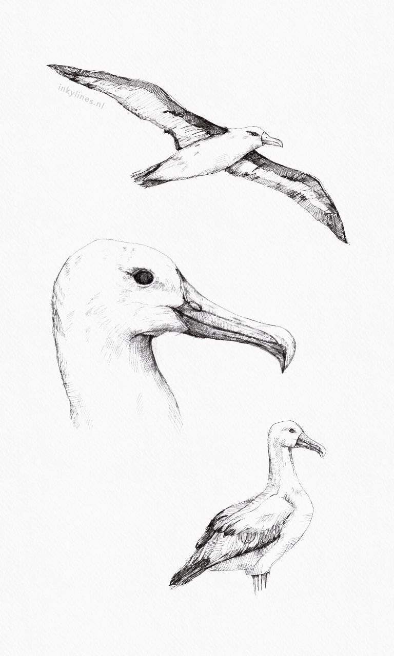 Albatross Drawing Hand drawn Sketch