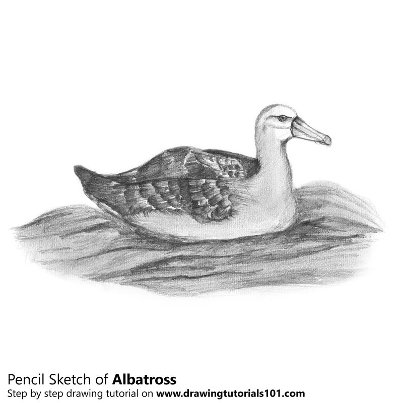 Albatross Drawing Intricate Artwork