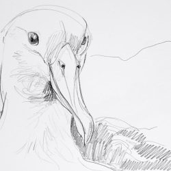 Albatross Drawing Modern Sketch