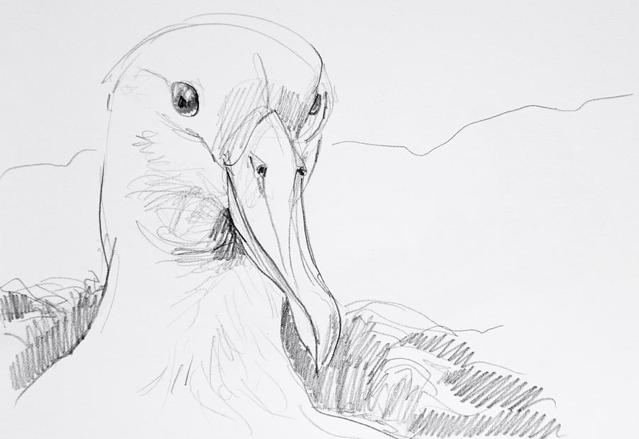 Albatross Drawing Modern Sketch