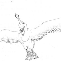 Albatross Drawing Photo