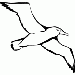 Albatross Drawing Picture