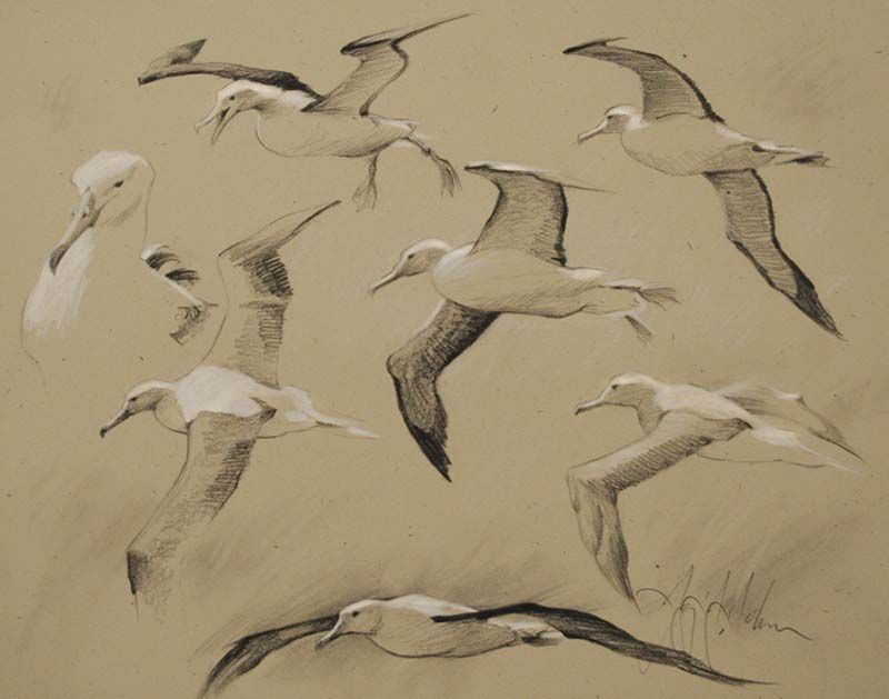Albatross Drawing Professional Artwork