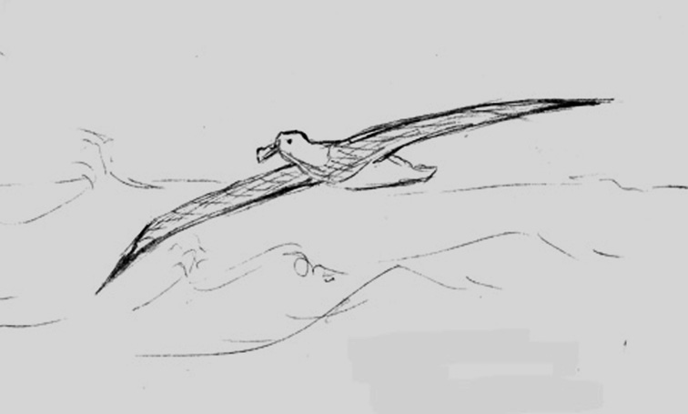 Albatross Drawing Realistic Sketch