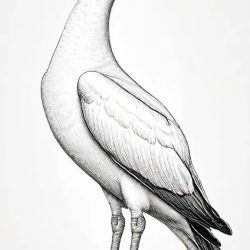 Albatross Drawing Sketch Image