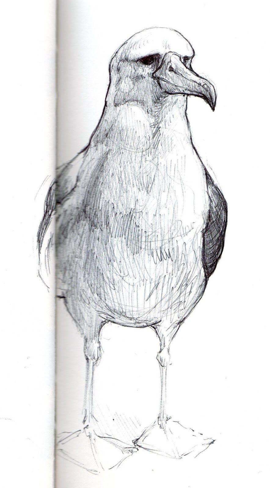 Albatross Drawing Stunning Sketch