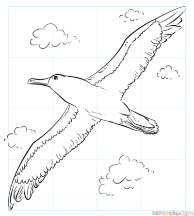 Albatross, Freedom, Journey, Grace, Sea Drawing