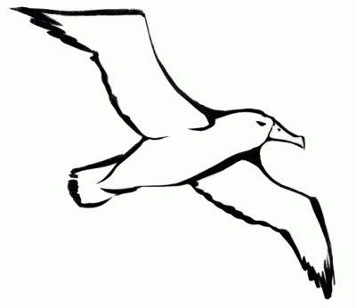 Albatross, Freedom, Journey, Ocean, Grace Drawing