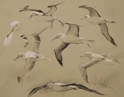 Albatross, Freedom, Ocean, Grace, Journey Drawing