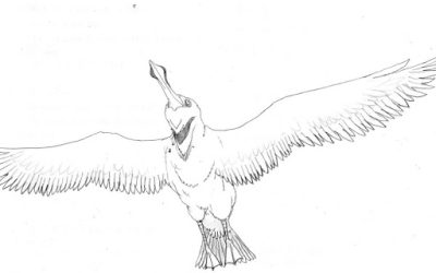 Albatross, Flight, Grace, Ocean, Freedom Drawing