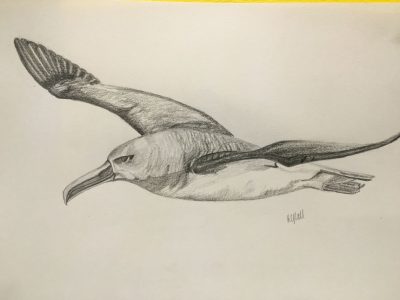 Albatross, Ocean, Wings, Freedom, Journey Drawing