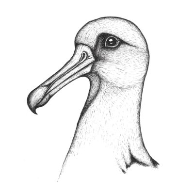 Albatross, Soaring, Ocean, Freedom, Flight Drawing