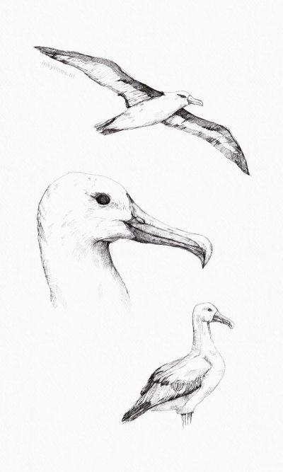 Albatross, Flight, Grace, Ocean, Freedom Drawing