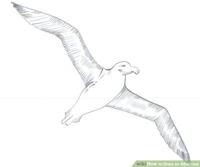 Albatross, Ocean, Freedom, Grace, Flight Drawing