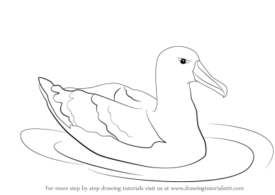 Albatross, Flight, Ocean, Journey, Freedom Drawing