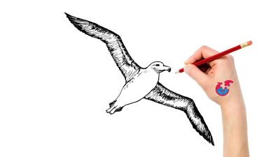 Albatross, Flight, Grace, Ocean, Freedom Drawing