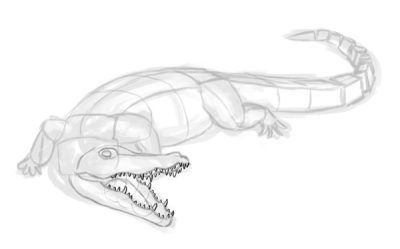 Alligator, Carnivore, Predator, Reptile, Swamp Drawing