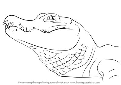 Alligator, Reptile, Amphibian, Predator, Swamp Drawing